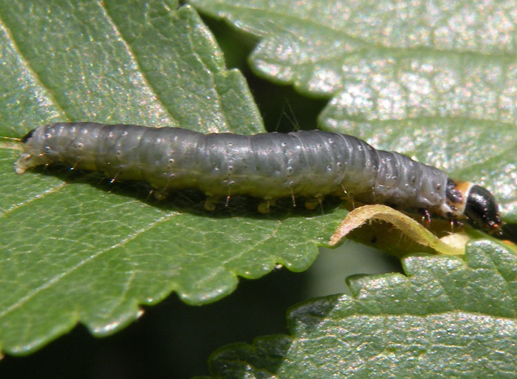 Larva di Conistra veronicae?